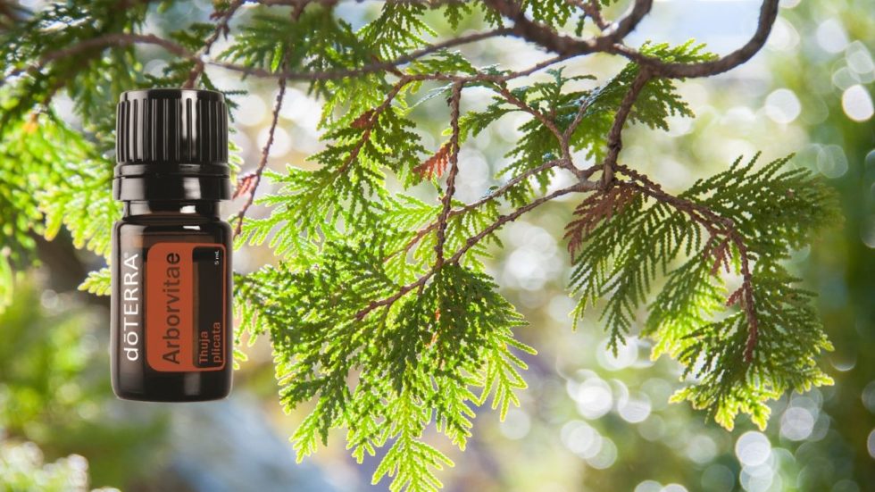 ätherisches Arborvitae ÖL Lebensbaum Dufte Welt ätherische Öle