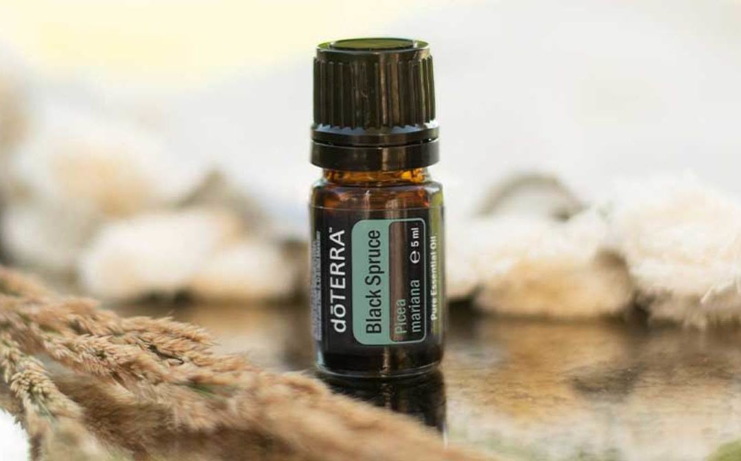 Black Spruce – ätherisches Öl der Schwarzfichte von dōTERRA